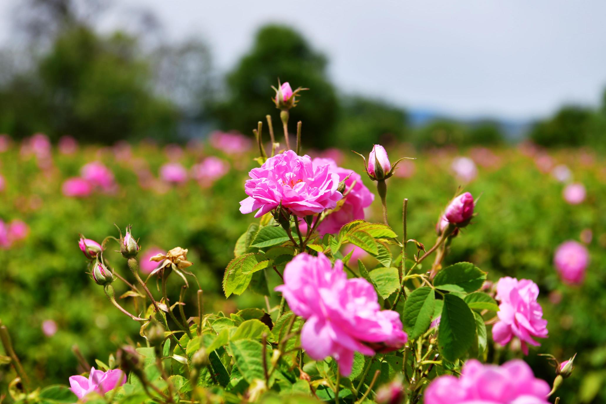 Rose d’Isparta