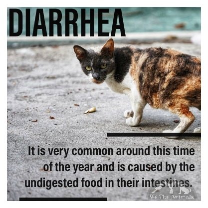 Wetheanimalsin's tweet photo. Monsoon is accompanied by not only a lot of people contracting diseases,but also animals.Animals, especially dogs and cats are by the the humidity and cold that the rainy season brings.These are some of the most common diseases that they are likely to contract during the rains. https://t.co/hnZ9FUhfxp