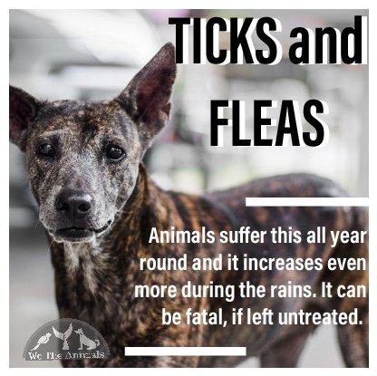 Wetheanimalsin's tweet photo. Monsoon is accompanied by not only a lot of people contracting diseases,but also animals.Animals, especially dogs and cats are by the the humidity and cold that the rainy season brings.These are some of the most common diseases that they are likely to contract during the rains. https://t.co/hnZ9FUhfxp