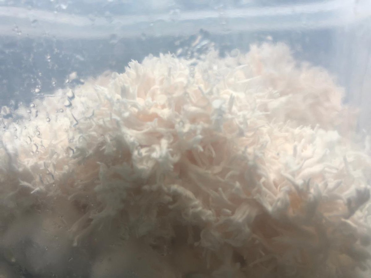 AgritechGrower's tweet photo. More update image on the new tech of cultivating Hericium erinaceus (Lion Mane mushroom). With this new tech, we believe other mushroom species can be grown in this lower cost process. Zero waste. Better taste. https://t.co/AbZ49g3jLr