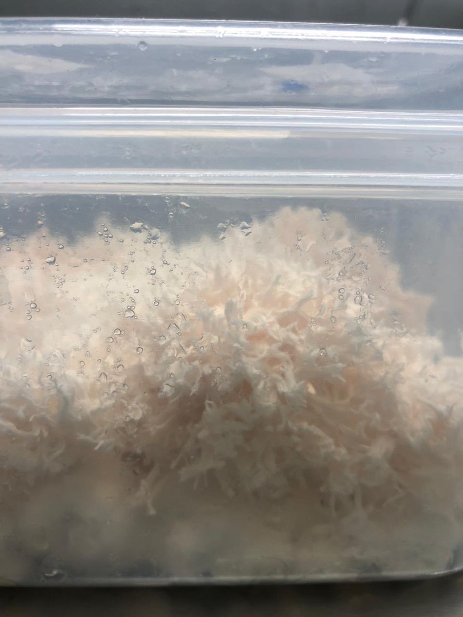 AgritechGrower's tweet photo. More update image on the new tech of cultivating Hericium erinaceus (Lion Mane mushroom). With this new tech, we believe other mushroom species can be grown in this lower cost process. Zero waste. Better taste. https://t.co/AbZ49g3jLr