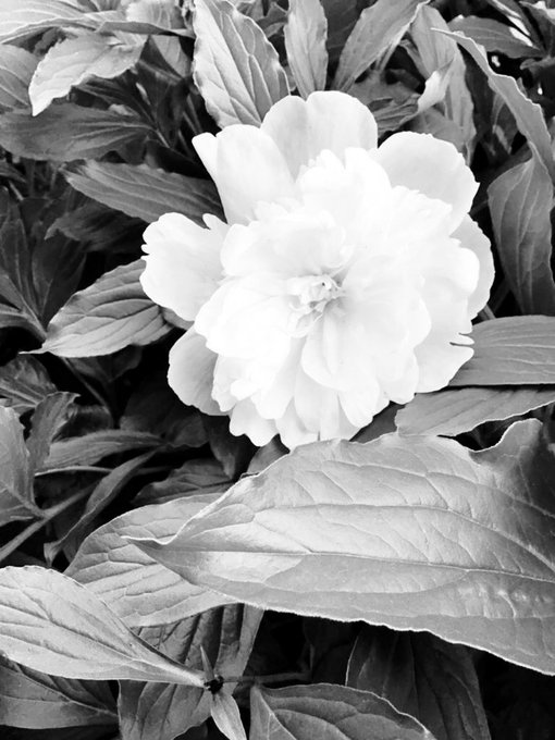 しまねっこのtwitterイラスト検索結果