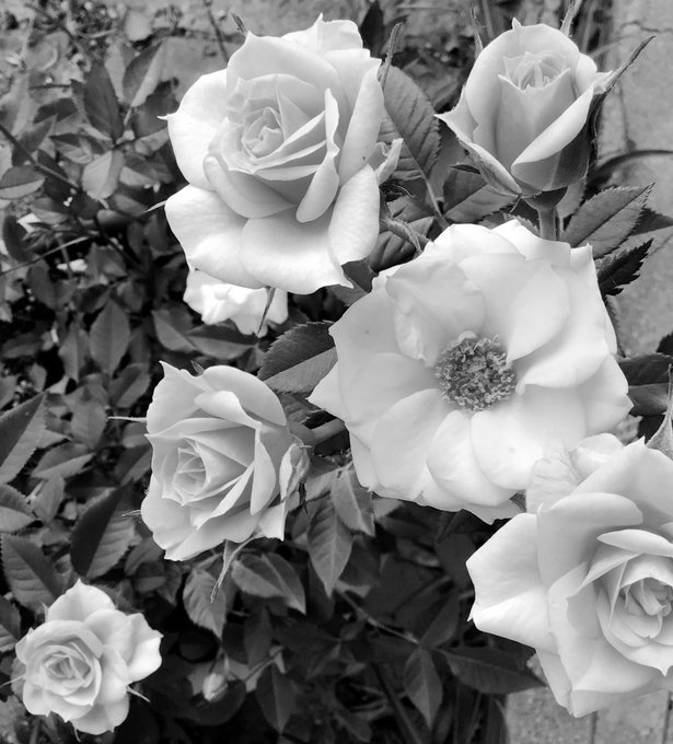 しまねっこのtwitterイラスト検索結果