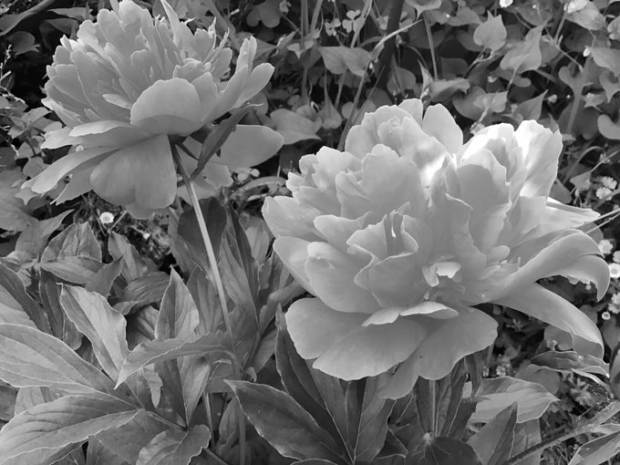 しまねっこのtwitterイラスト検索結果