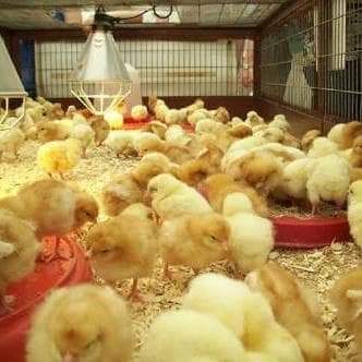 BashorunGa_'s tweet photo. We are taking orders for Monday 08/06/20
BROILER DOC -
GS Chicks - ₦350
CHI - ₦360
Agrited - ₦370
Zartech - ₦340

PULLET DOC (Isa Brown) –
CHI ₦270
Chikun pullet #250
Zartech ₦250
Amo ₦270
NOILER : ₦260
16 weeks old point of lay: ₦1400
Kindly DM or call 07032798267 https://t.co/AjinWyNYdj