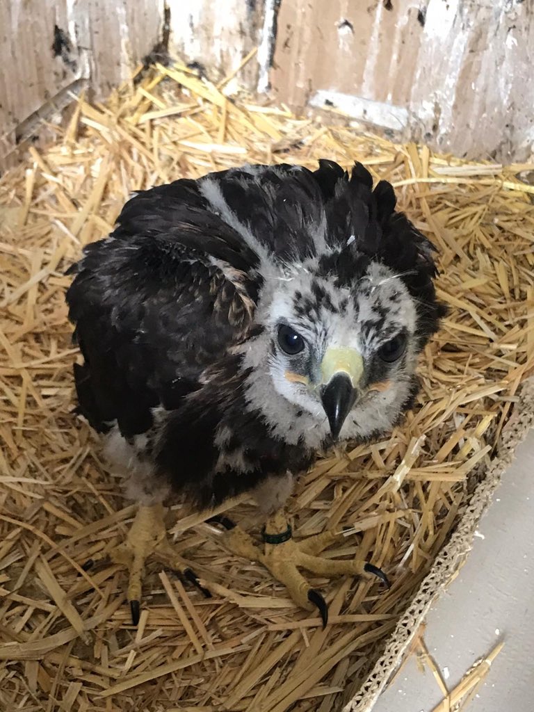 鳥のいるカフェ谷中本店 漆黒の猛禽 ブラックレッドテールホーク ヒナからこんなに ブラック 渋すぎる猛禽 ７月仲間入り予定です レッドテール 鷹 猛禽 日本初輸入