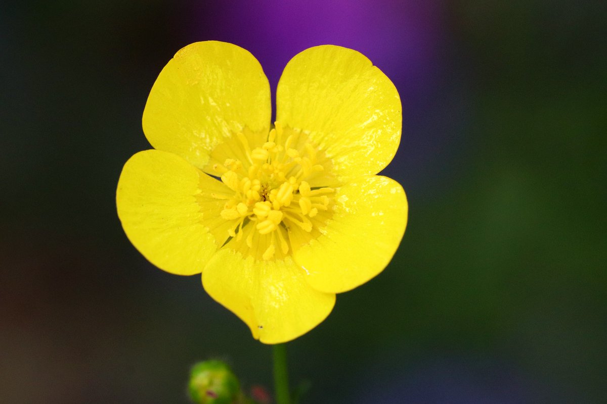BiophilicWales's tweet photo. Gardening is one of the best ways to increase your well-being. We're giving away free wildflower seed packs to our #JoinOurGrowingTeam volunteers 🌱
https://t.co/5ppuLRg9d8 https://t.co/UMTvzxezB1