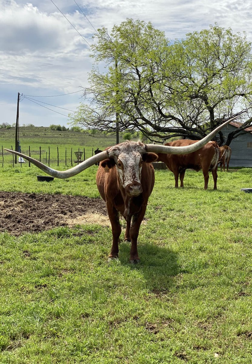 _TravelTop2's tweet photo. Texas is a big state, and it has so much to offer you on a #roadtrip! Find amazing #towns and sites to visit, like #Waco or #CliftonTexas on https://t.co/Jm2ULnVjs0 https://t.co/bI1WT4Zoqf