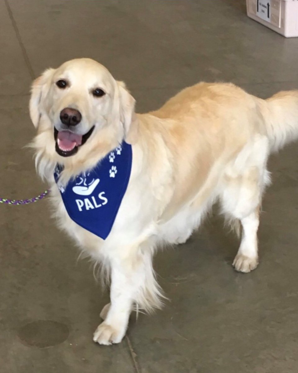 pictures of fox red labradors