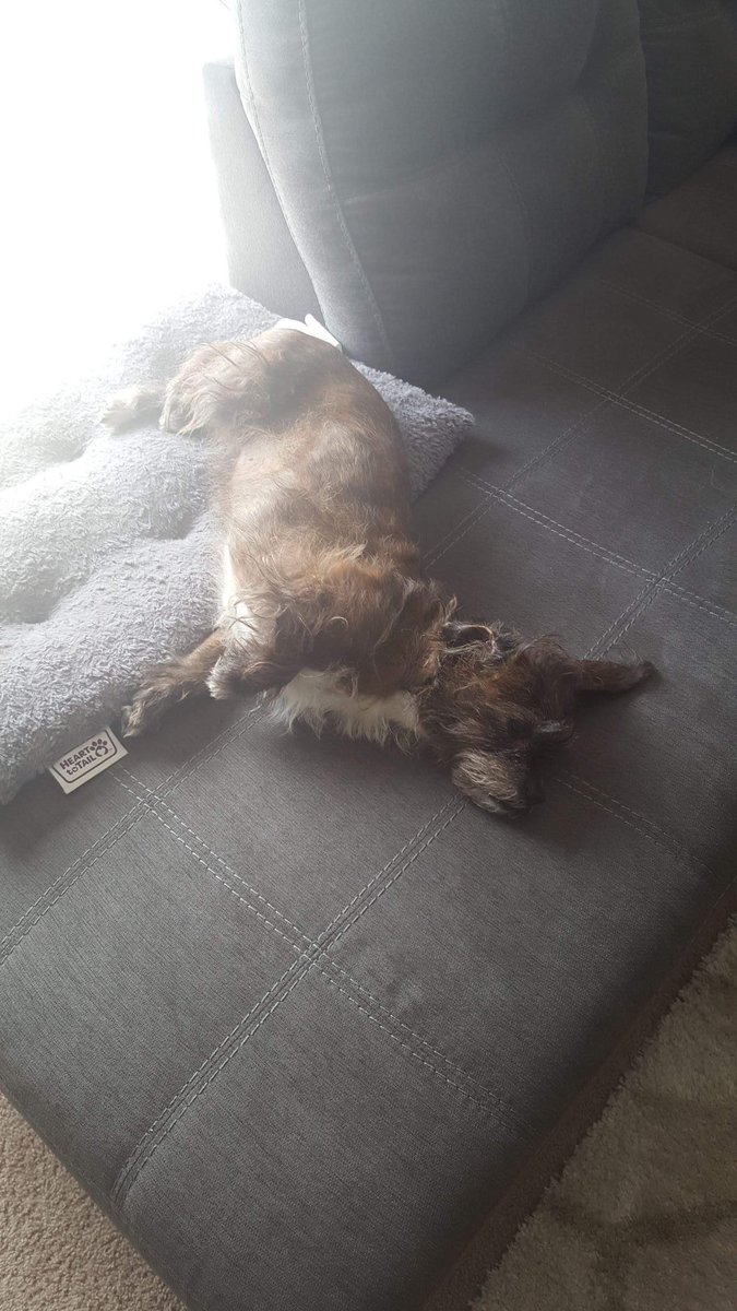 Toastility's tweet photo. @flynn84731150 @Alex_Awesome_YT @nahvlod @ProgressBar202_ Moar dog https://t.co/wwlm2ojjGR