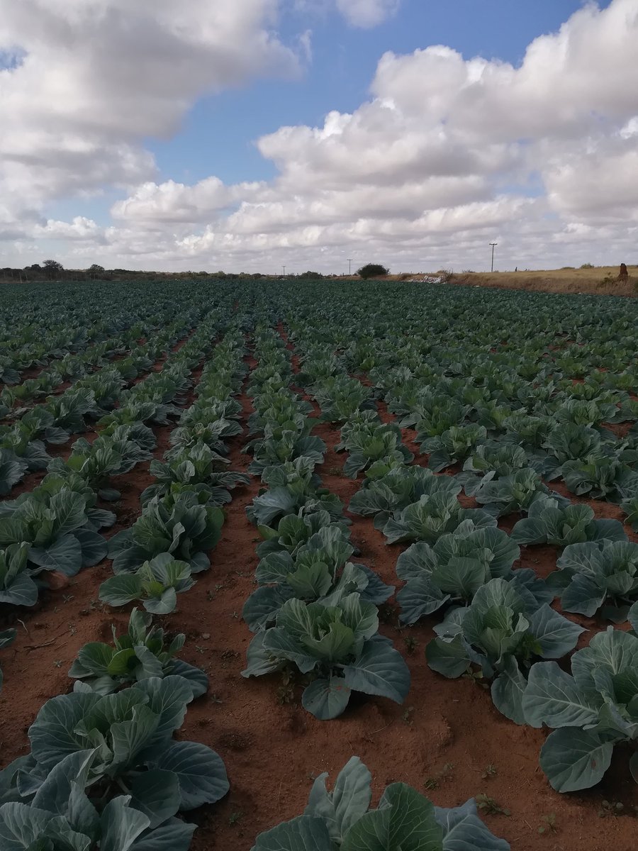 Dikai_BW's tweet photo. Visited @DMotone at his farm in Goloshabe around Tonota area . That is his cabbage it looks very fresh and uniform. The farms around the area are blessed with electricity. #Tonota #gardening #FarmingBW https://t.co/jlPuhIu1n4