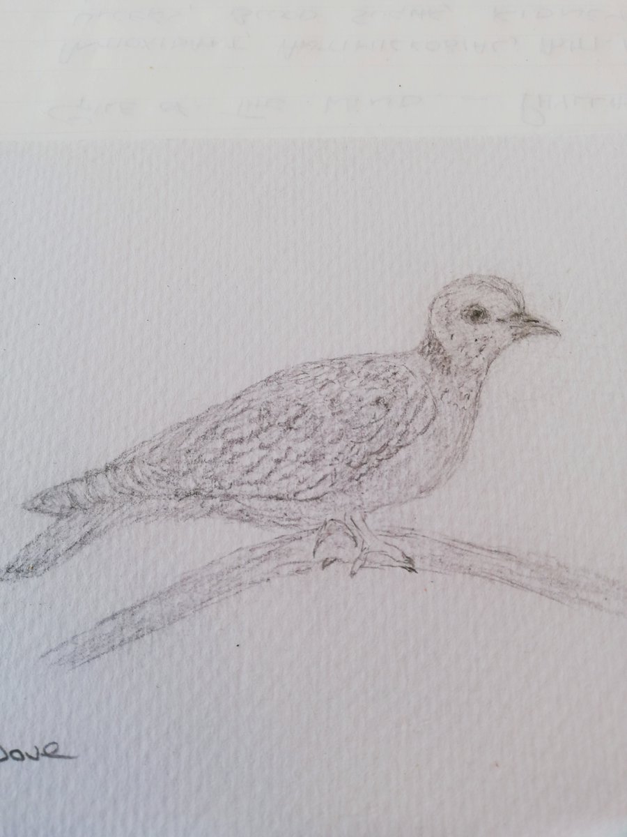 AlderneyJasmine's tweet image. @AlderneyJasmine 
Turtle Dove pencil drawing.#doodleadove
