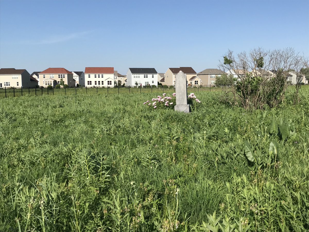 NatureLovesChi's tweet image. As the years went by, the 1-acre parcel in Naperville became a time capsule of the Illinois of prior millennia. "It's hard to find prairie in Illinois, even though we're called the Prairie State," Don Nelson says. natureloveschicago.org/50-days/the-la… @WillCoForests