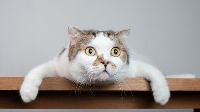 HomePetsVE's tweet image. 5 Cosas Que Debes Saber Antes De #Adoptar Un #Gato  buff.ly/2ANmSi9