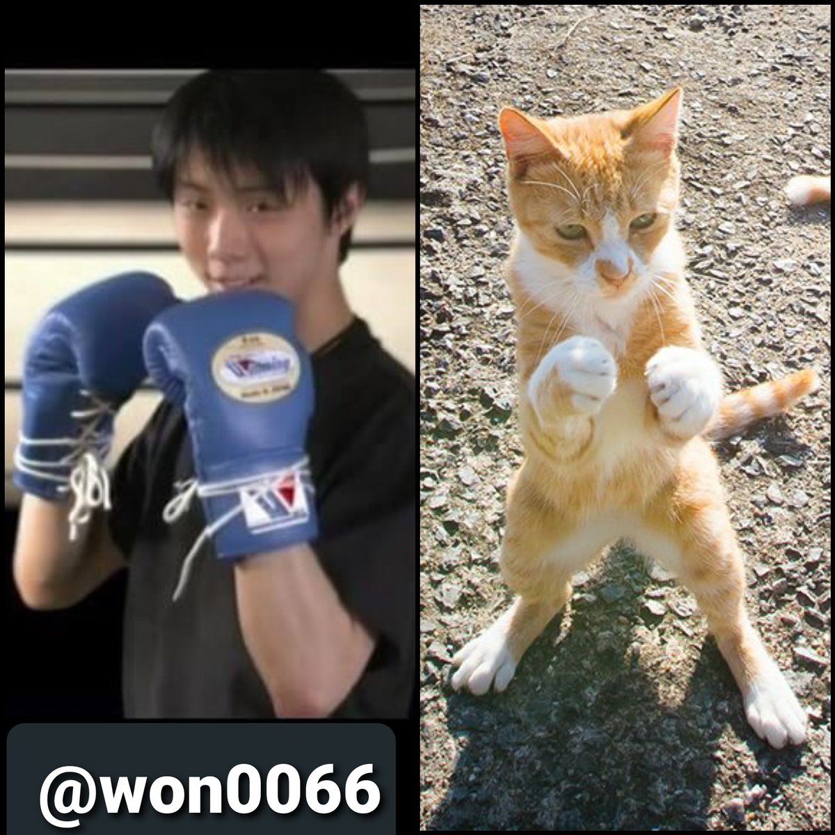 RealSportymags's tweet photo. I haven't made combo photos in awhile but when i saw this photo of the kitten, i couldn't resist!  "All you need is you, try something new!". #YuzuruHanyu https://t.co/AEWarspTvy