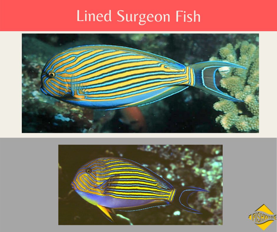 fish_wise_pro's tweet photo. Name: Lined Surgeon Fish
Binomial Name: Acanthurus Lineatus
It's found in #Saltwater &amp; its distribution is Indo-West Pacific: #EastAfrica, #SouthAfrica, #Seychelles, #Madagascar &amp; western #Mascarenes east to #HawaiianIslands.

Details: https://t.co/4jSilrna6M

#Fish #FishDatabase https://t.co/XMWE9cRaSM