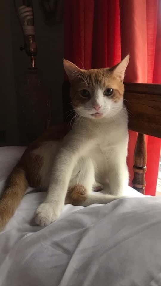 If you’re in the Elkins area, please keep an eye out my cat Nero