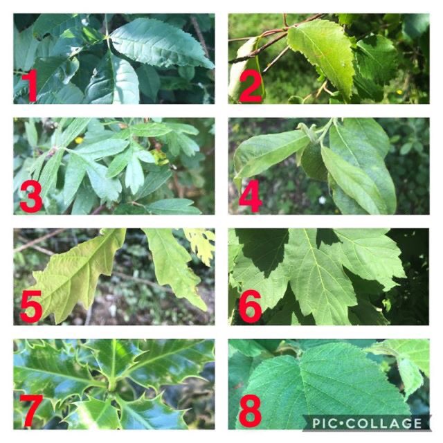 AdamTalkswild's tweet photo. We’re back with another #talkingwild quiz, this weeks theme is UK trees. Can you name all of the species in the images below, let us know in the comments underneath!? 🌿🌳🌲The photos were taken by @W_2_R_Woods and we can’t praise the guys enough at #WTOW for their help! https://t.co/ykQ9Bmcy9Z