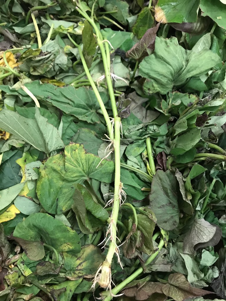 Katie Keddy tweet media