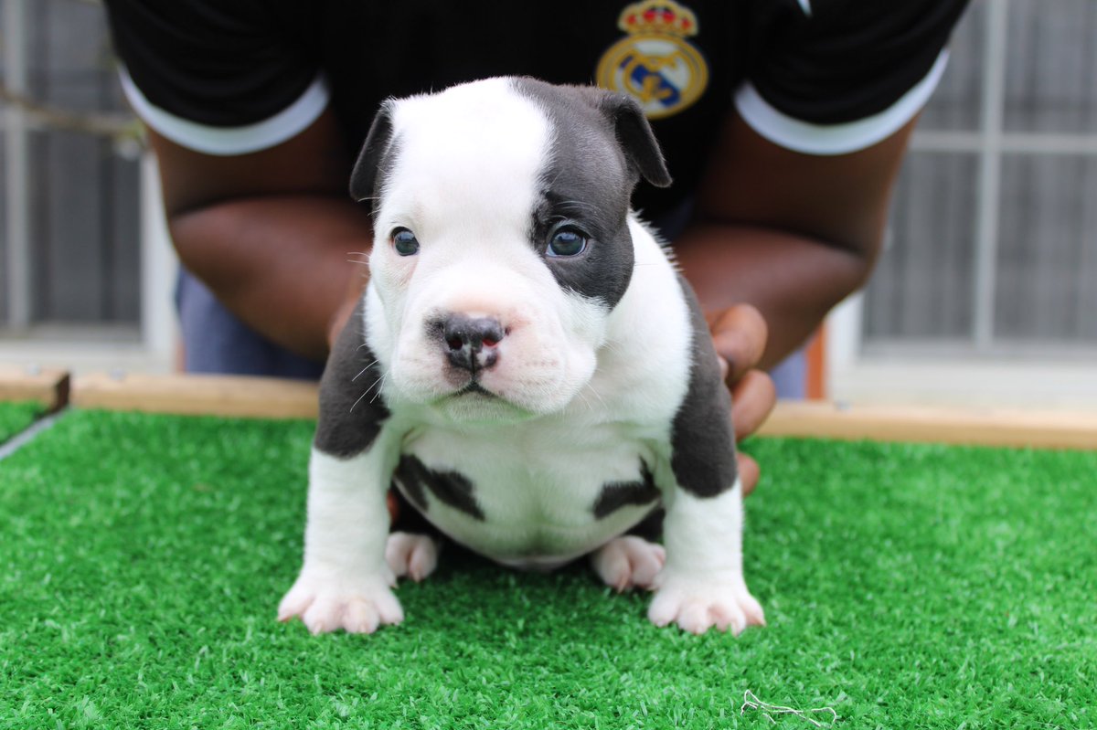 _mani01's tweet photo. 🚨🔥🚨 5 week update 🚨🔥🚨
😈Tazmania Devil ❌ Blue Dragon 🐉
Photos by: @vickayb_ 📸
#thebullycrewmiami #ukcregistered #pupsofinstagram #puppylove #dirtdevil #stellablaque #available #bluedragon #bullybreed #exoticbully #tazmaniadevil #forsale #MONEYKENDRICK https://t.co/U0ZtTEeAEa