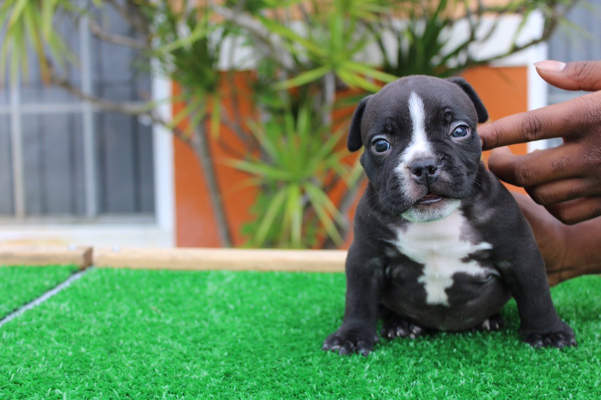 _mani01's tweet photo. 🚨🔥🚨 5 week update 🚨🔥🚨
😈Tazmania Devil ❌ Blue Dragon 🐉
Photos by: @vickayb_ 📸
#thebullycrewmiami #ukcregistered #pupsofinstagram #puppylove #dirtdevil #stellablaque #available #bluedragon #bullybreed #exoticbully #tazmaniadevil #forsale #MONEYKENDRICK https://t.co/U0ZtTEeAEa