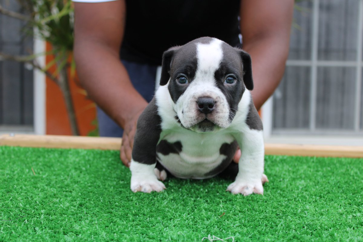 _mani01's tweet photo. 🚨🔥🚨 5 week update 🚨🔥🚨
😈Tazmania Devil ❌ Blue Dragon 🐉
Photos by: @vickayb_ 📸
#thebullycrewmiami #ukcregistered #pupsofinstagram #puppylove #dirtdevil #stellablaque #available #bluedragon #bullybreed #exoticbully #tazmaniadevil #forsale #MONEYKENDRICK https://t.co/U0ZtTEeAEa