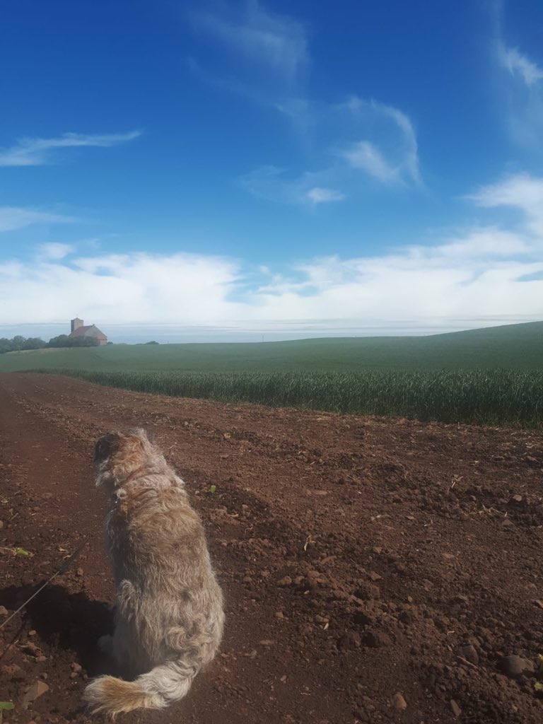 annabelhami11's tweet photo. Poppy inspecting @AbbsPatch Pumpkin 🎃 Patch 🌱 after some pretty serious winds 💨💨! https://t.co/dEXmtMIwJL