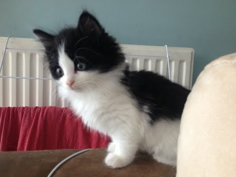Taking_5's tweet photo. Possibly the cutest double kitten video in the world. Just in case you need it!
🐱❤️🤗❤️🤗❤️🐱https://t.co/L3zHfLhPgB https://t.co/6TubWQwOj5