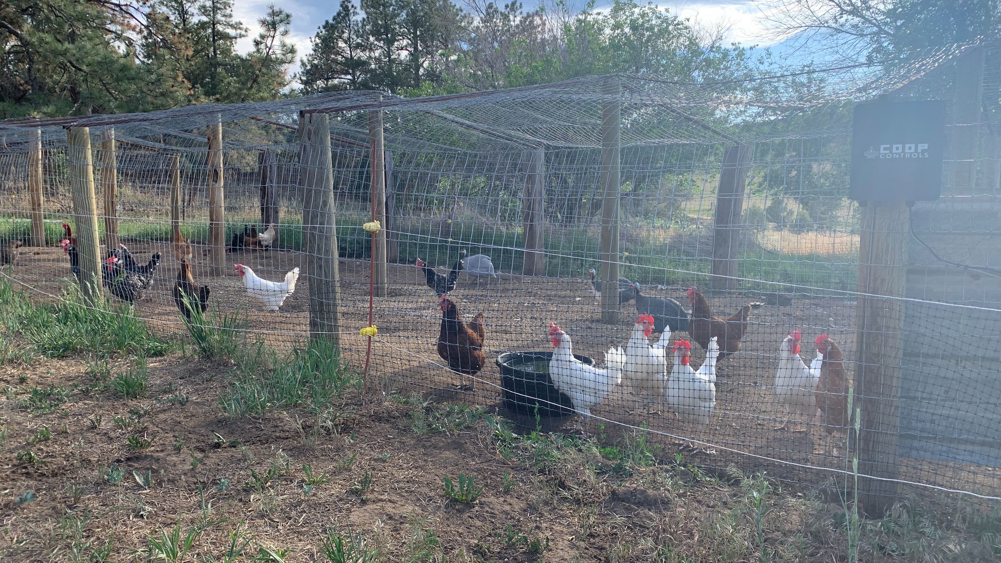 Fred Eichler on Twitter: "Farm fresh eggs 🥚 ￼⁣ ⁣ #EverythingEichler  #FredEichler #TeamOutdoors #Back2Nature #builtforthewild #eatorganic  #stockedup #poultry #chickens #chickensofinstagram #backyardchickens  #chicken #poultryofinstagram ...