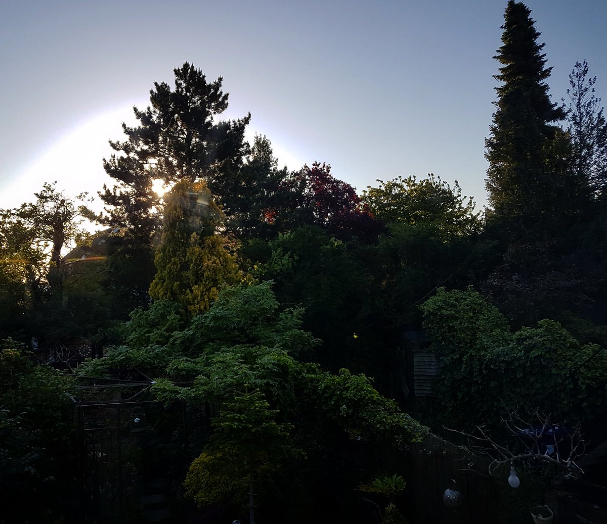 ETWILO's tweet photo. Up early for a quick 5am run...

to the toilet. Grabbed my phone on the way to take a picture of the sunrise through the old pine tree. Truly beautiful...☀️📸🤗 Then back to bed for a bit 😉🌱🧠🌳🌐 #TownGarden #SecretGarden #SunAlignment https://t.co/ZRJmfaESAy