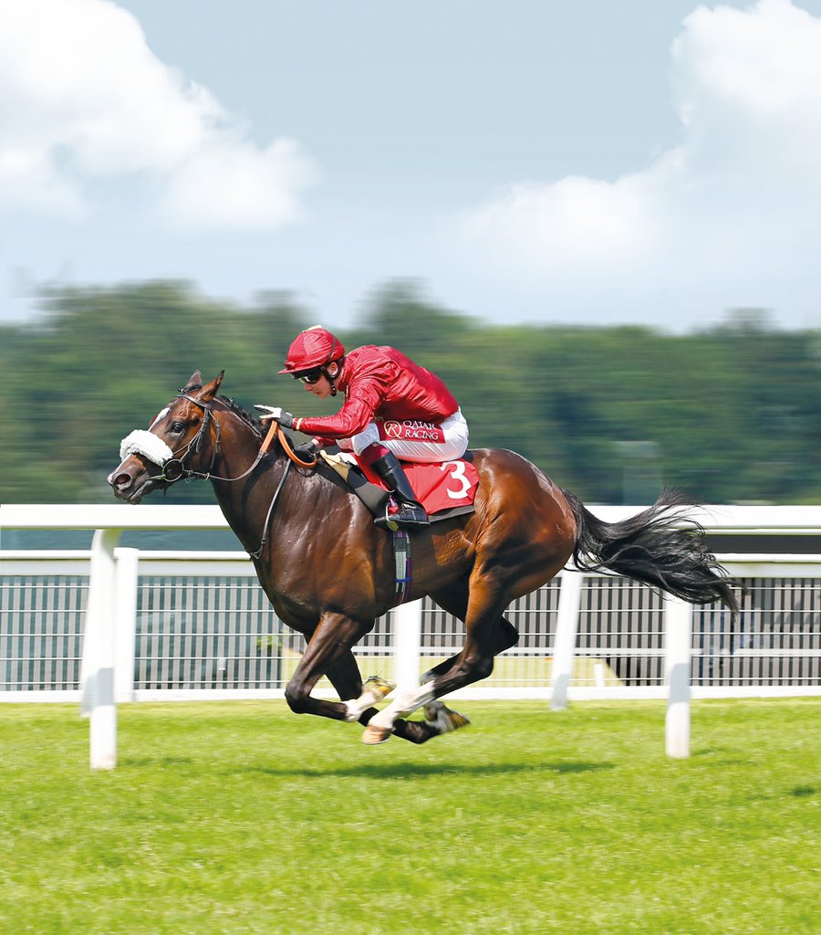 tim_rusbridge's tweet photo. He only went and won!!!! Kameko is the QIPCO 2000 Guineas winner!!!! What a machine, so proud @Qatar_Racing @MelissaAlFahad @FahadAlthaniQR @dredvers @AndrewBalding2 @oismurphy #classicwinner #superstar https://t.co/DFHzgzAVlm