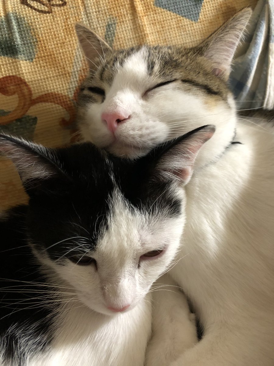 みぃー 仲良し 飼い主 入る隙なし しれっと福ちゃんも おやすみなさい 猫 保護猫 仲良しにゃんこ 兄弟猫 多頭飼い 猫のいる暮らし 猫のいる幸せ 猫好きさんと繋がりたい