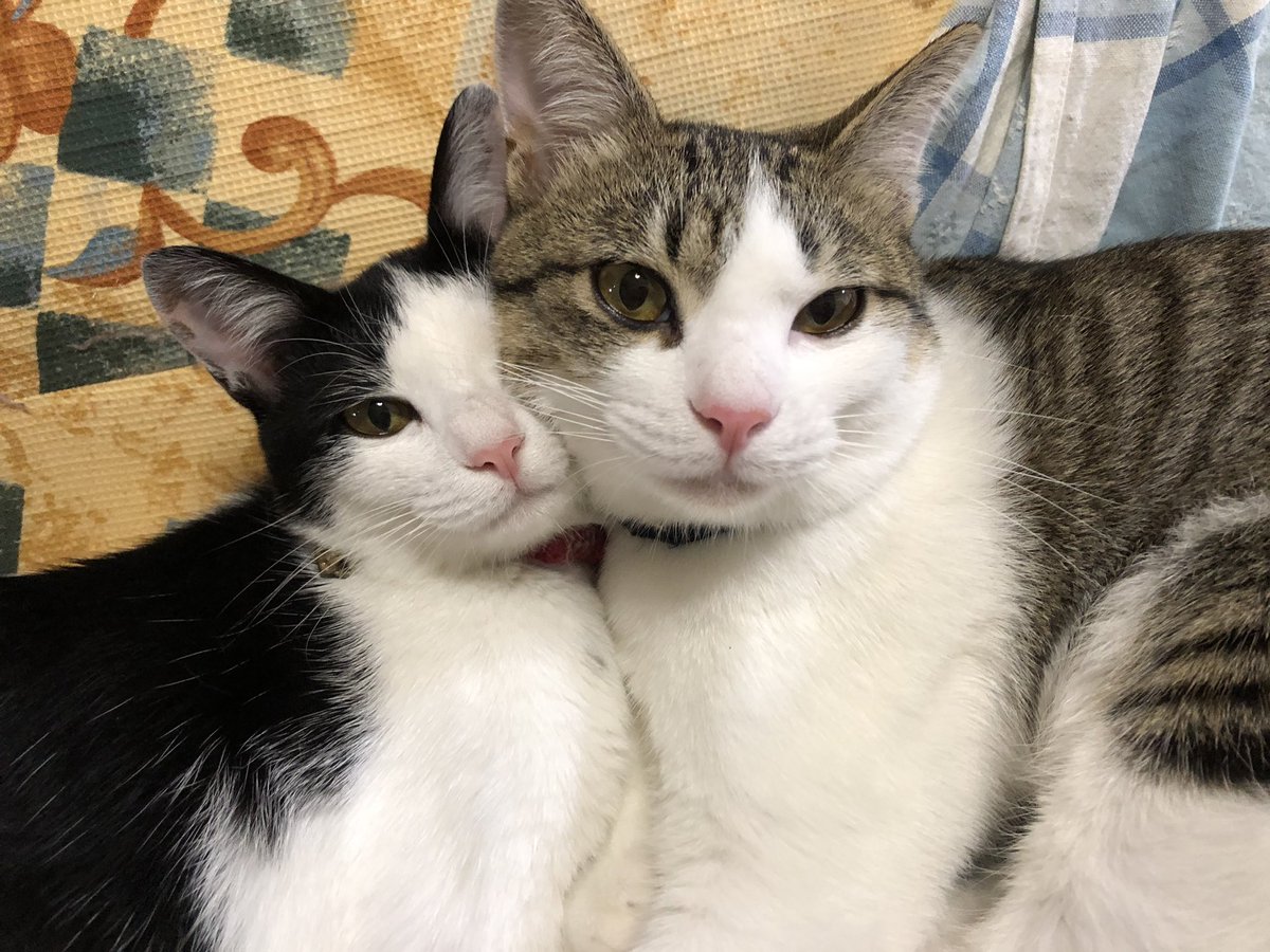 みぃー 仲良し 飼い主 入る隙なし しれっと福ちゃんも おやすみなさい 猫 保護猫 仲良しにゃんこ 兄弟猫 多頭飼い 猫のいる暮らし 猫のいる幸せ 猫好きさんと繋がりたい