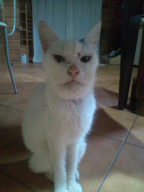 さぱた きょっぺ ウチのハブに噛まれた猫も置いておきます さぱた きょっぺ ウチのハブに噛まれた猫も置いておきます