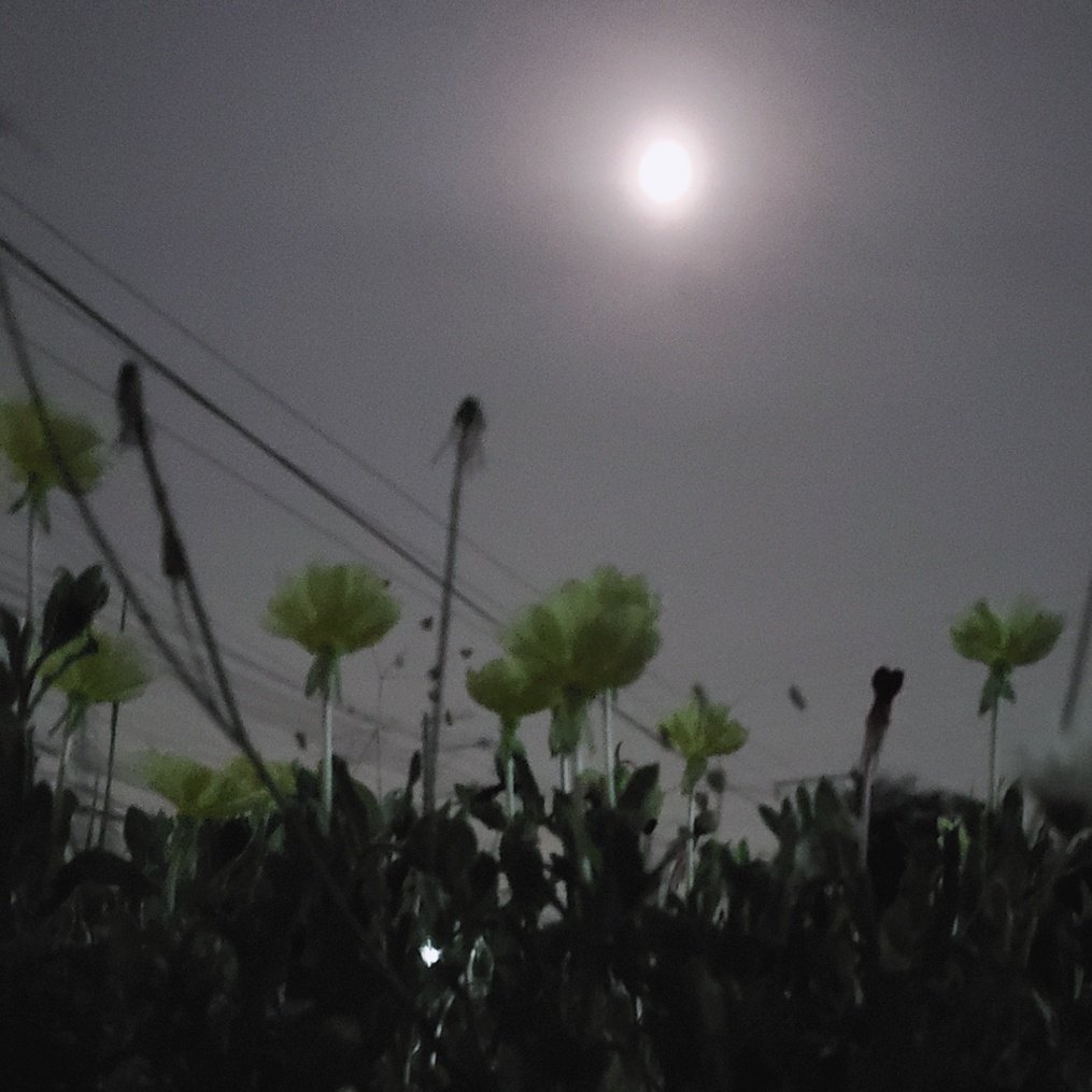 幸子 いまそら ストロベリームーン 満月 待宵草 空のある風景 写真の奏でる私の世界 T Co Diol1ozcqd