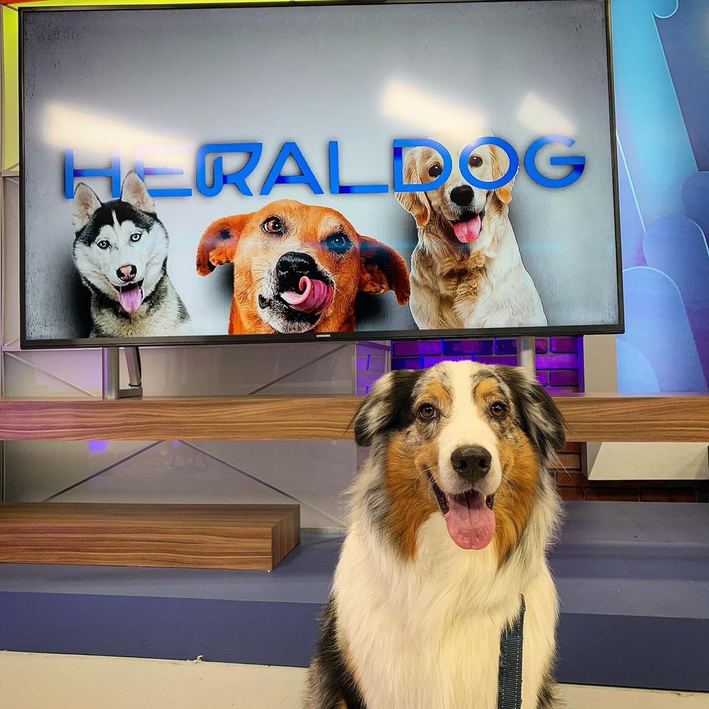 PsiqueAnimal's tweet photo. Hoy Sábado 6 de junio 12:30 pm vamos a salir en #heraldog @heraldodemexico platicando sobre cómo evitar problemas de apego con nuestros perros después de la cuarentena🐶 #amomitrabajo #comportamientoanimal #etologiacanina #etologiaclinica #bienestaranimal #etologiaveterinaria https://t.co/gr6l6kQfbe