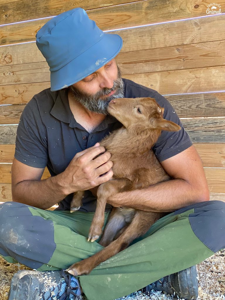 CompasionAnimal's tweet image. Ya tenemos nombre para este peque y su mami: Lancelot y Ginebra.

Alberto está muy contento al tener un peque del que cuidar como buen papi que es de los corderos que rescatamos.