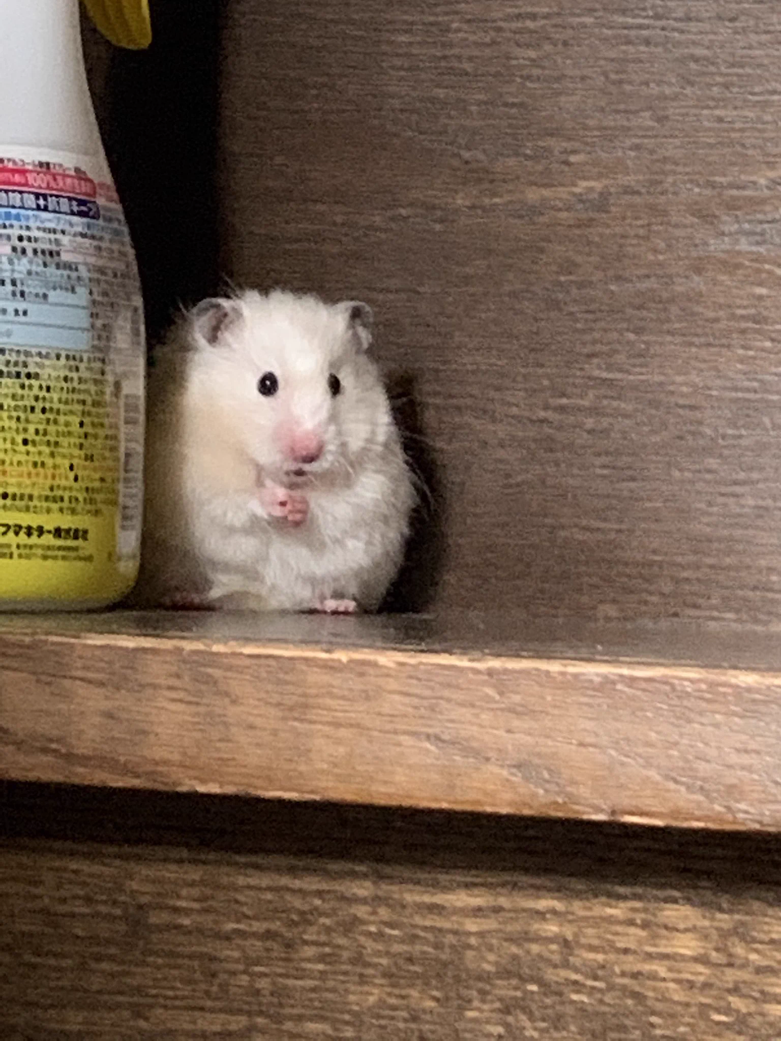 バレてるバレてるｗｗ物に紛れ込み隠れてるつもりのハムスターｗｗ