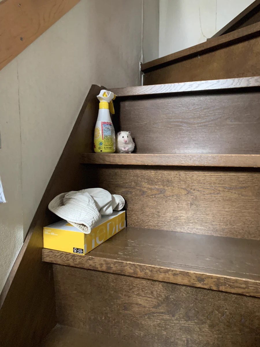 バレてるバレてるｗｗ物に紛れ込み隠れてるつもりのハムスターｗｗ