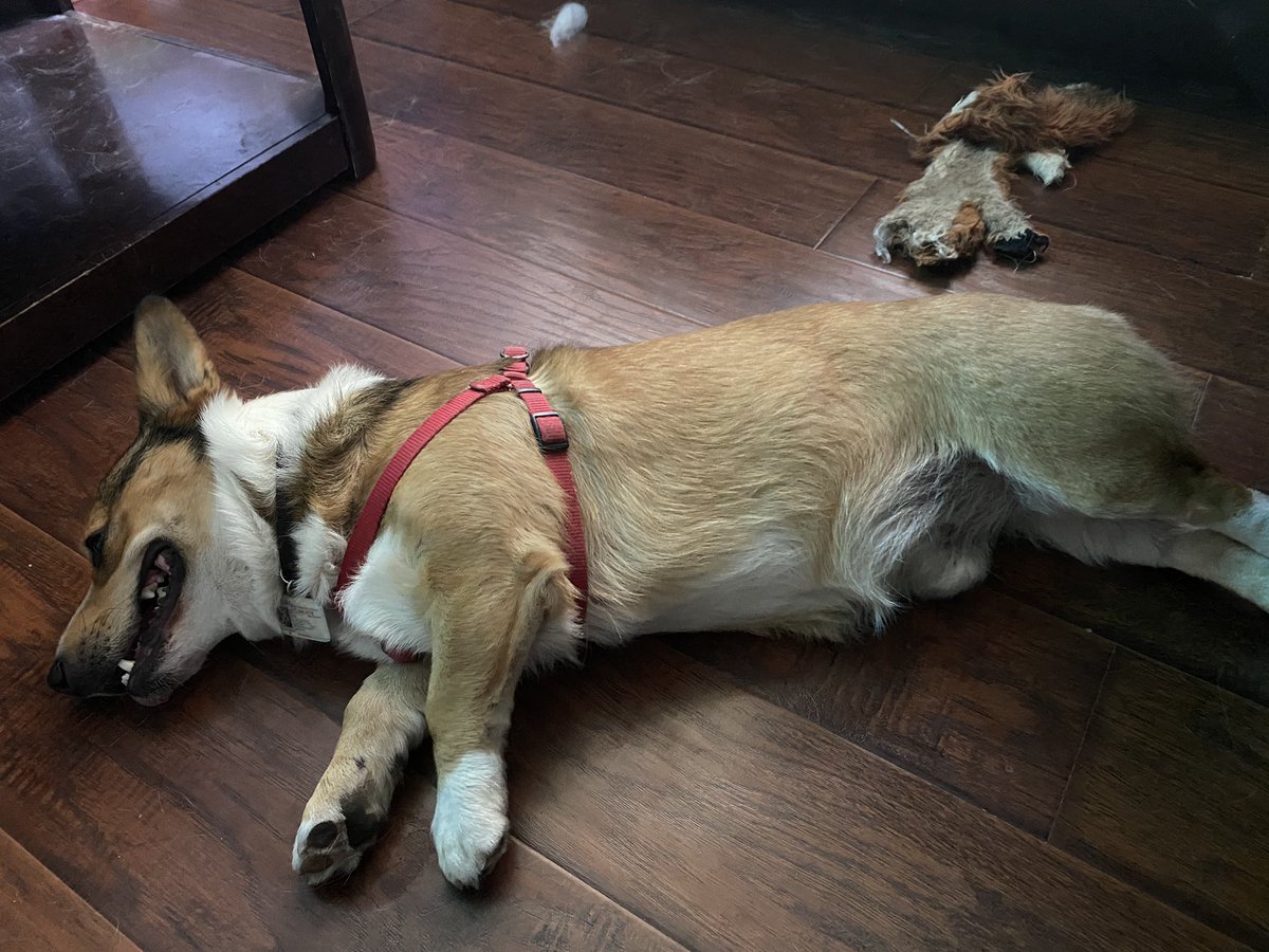 🐶Dude & Bro🐶 tweet media