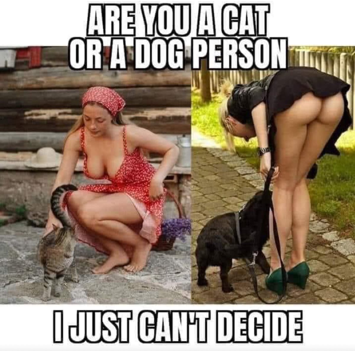KATECARLISLE339's tweet photo. #mostimportantquestion Dog or cat? https://t.co/sFQYGP6beA