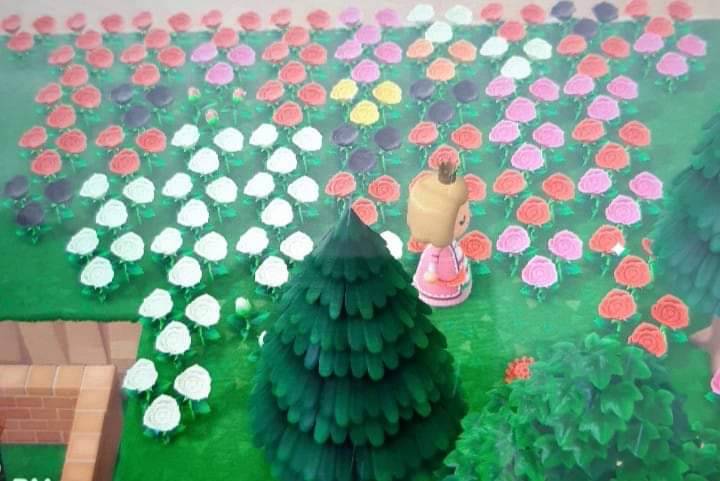 Dandekx's tweet photo. Many flowers for sale! See pictures. Looking for NMT or mushroom stuff/DIY. PM me your offer!

-Have more flowers for sale, ask me, maybe I have them for you!
#ACNHtrade #ACNHselling #ACNH #dodocode #ACNHhybrids #ACNHflowers https://t.co/Jp18UJXHiW