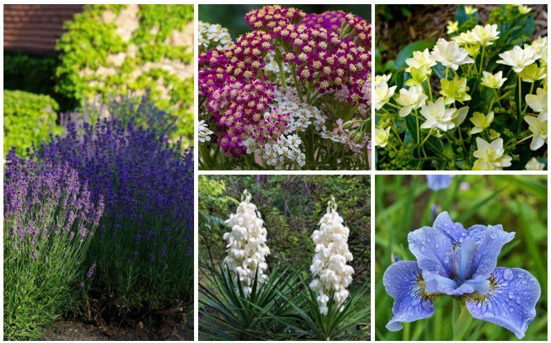 BloomingSecrets's tweet photo. 15 Rabbit Resistant Perennials #rabbitresistant #perennials #flowers #plants #gardening
https://t.co/dYDTwVIW0s https://t.co/rdlXD4pJZJ