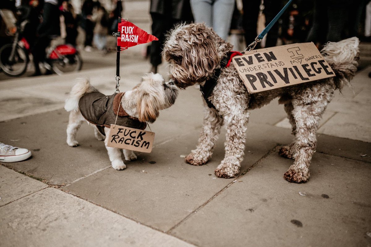 thread of very good dogs protesting for justice