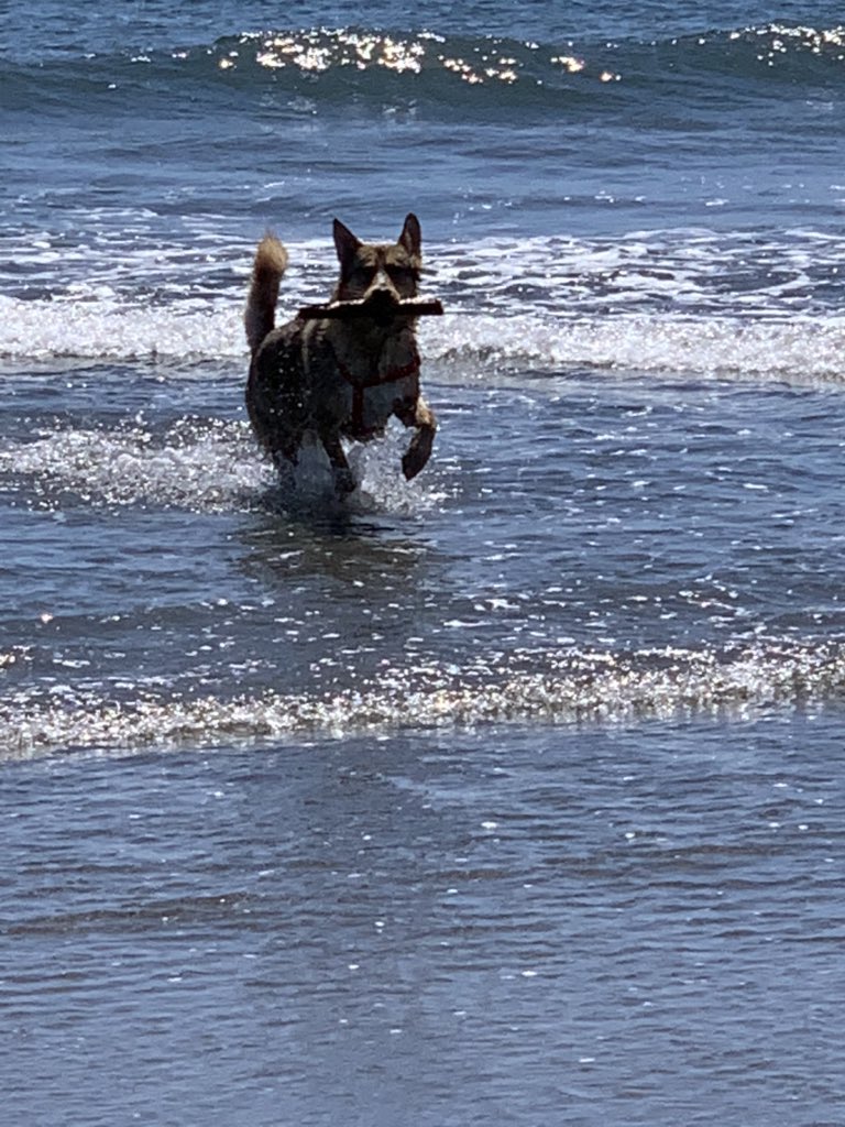 Megan98403173's tweet photo. Our boys first time going to the beach, I’d say he had a blast! ❤️ https://t.co/awkRl61P8R