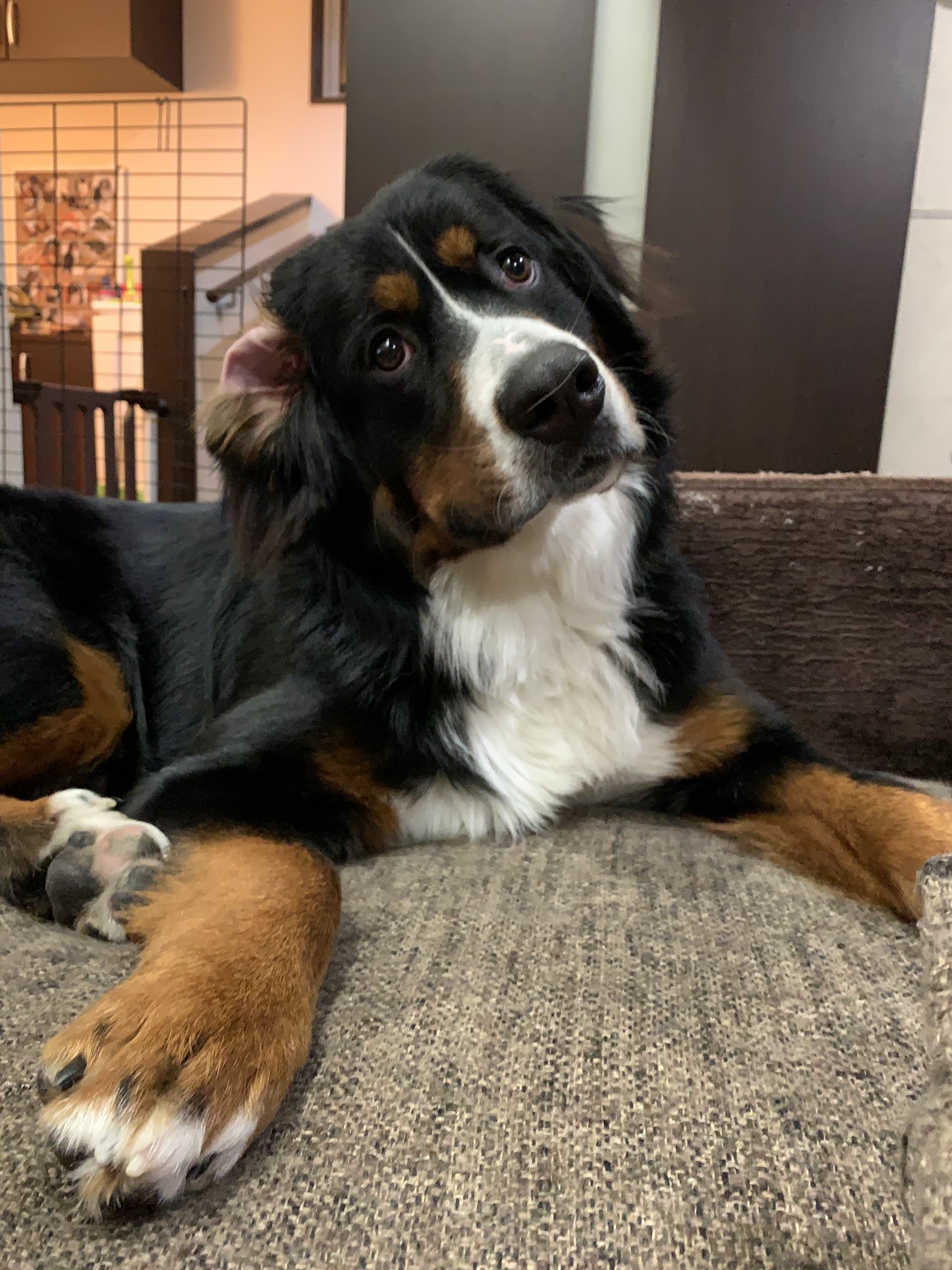 犬の誤飲 Twitter Search Twitter