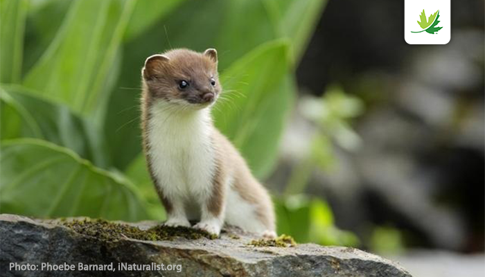 Did you know that there is a select group of wildlife that occur only in Canada? Read the first ever comprehensive report on our unique wildlife, explore maps &amp; learn about a few examples of these species here: natureconservancy.ca/ourstosave

#conservation #scicomm