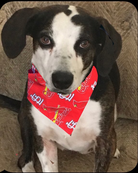 JerrySutterfie2's tweet image. Buddy is ready for Cardinal baseball.