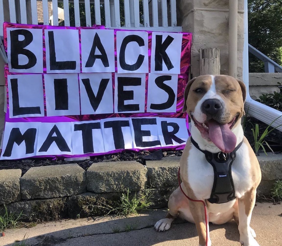 thread of very good dogs protesting for justice