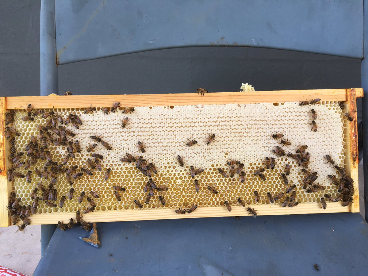 stevenewly's tweet photo. Sometimes you just go with the flow.🐝 https://t.co/bD4PAUv2I1